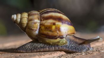 alerta por una posible plaga del caracol gigante