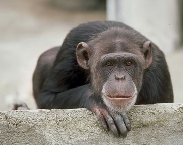Una chimpancé es adicta a los videos pornográficos