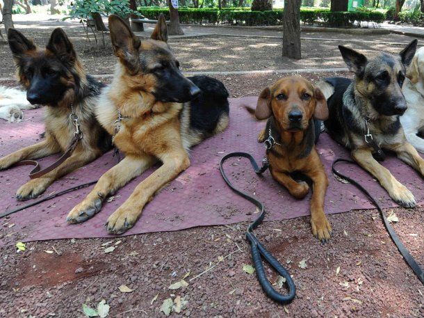 Caballito: dejaron carne envenenada en el Parque Rivadavia para matar perros