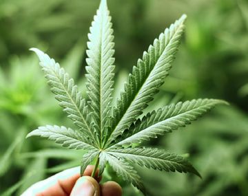 Autorizan ingreso de aceite de cannabis medicinal