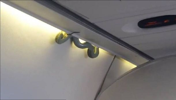 Susto en el aire: una víbora de un metro y medio apareció dentro de un avión