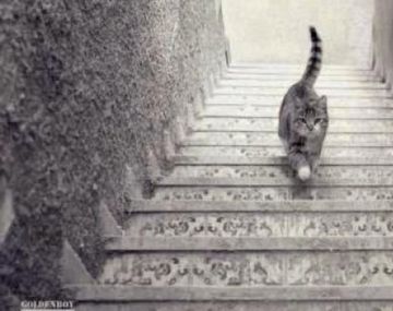 Duda en las redes: ¿el gato sube o baja?