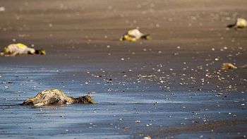 develan el misterio de los 700 pingüinos muertos en brasil develan el misterio de los 700 pingüinos muertos en brasil