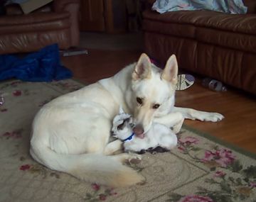 Pura ternura: una perra adopta a cabrita bebé