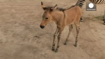 sorpresa en un zoologico en mexico por el nacimiento de una cruza entre burro y cebra sorpresa en un zoologico en mexico por el nacimiento de una cruza entre burro y cebra