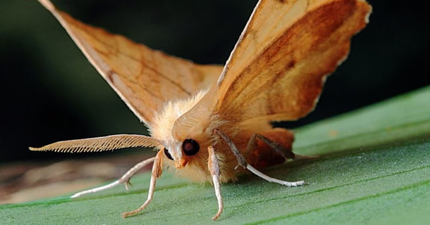 Descubre cómo puedes combatir a las polillas de tu casa.