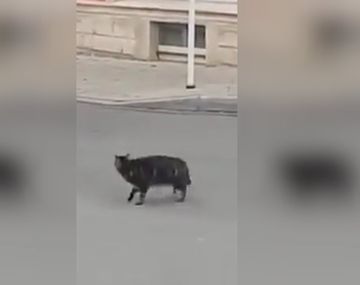 ¡No te pierdas este video! Un gato quiso cazar a un ratón pero lo que pasó fue genial