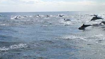 Delfines buena foto Delfines buena foto