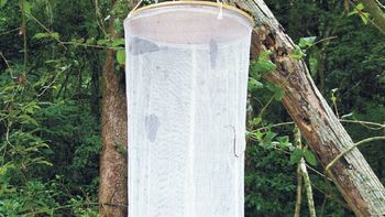 Un hombre fue detenido mientras cazaba mariposas en Misiones Un hombre fue detenido mientras cazaba mariposas en Misiones