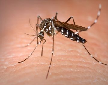 Sin circulación del virus chinkunguya en el país