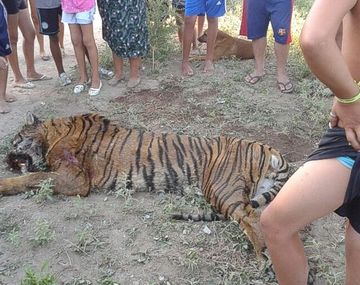 Vecinos encuentran un tigre de bengala en la calle: lo mataron