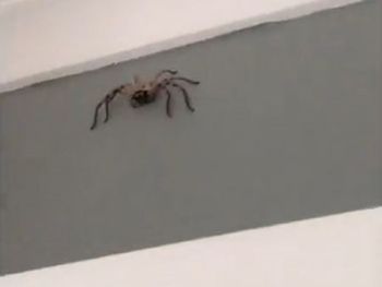 Filmaba una araña y terminó asustado