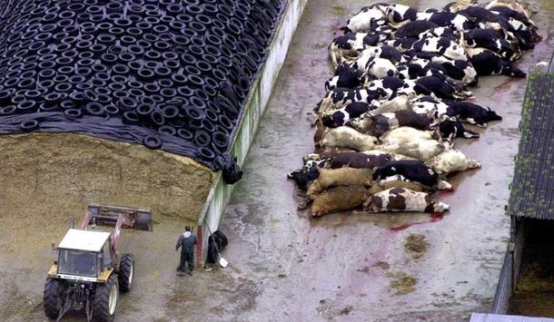 Con sello nacional: un grupo de científicos argentinos eliminó el gen de la vaca loca