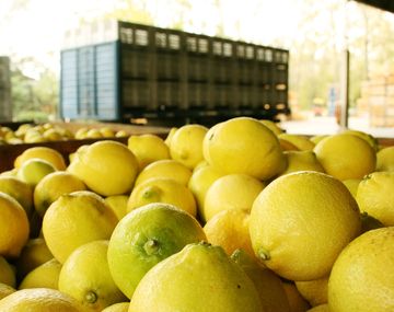 Los productores calificaron de absurda la suspensión de las importaciones de limón