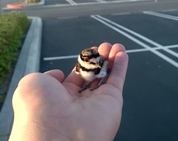 Un pajarito que había perdido a sus padres