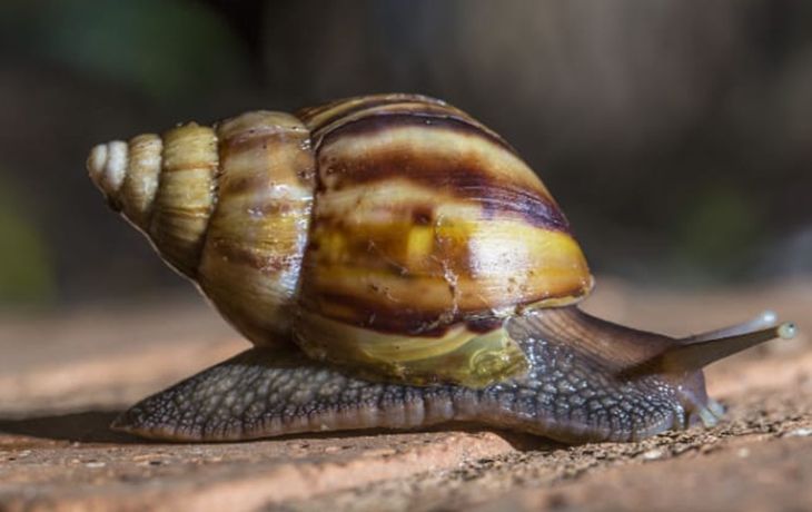 Alerta por una posible plaga del caracol gigante