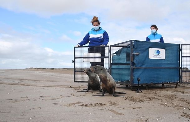 Volvieron al mar dos lobos marinos que tuvieron que ser relocalizados