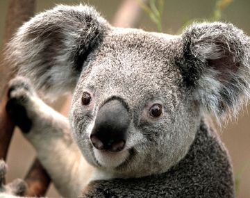 Australia sacrificó a 700 koalas 