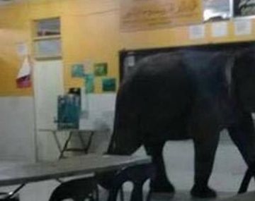 VIDEO: Un elefante se metió en una escuela y tuvieron que desalojarla
