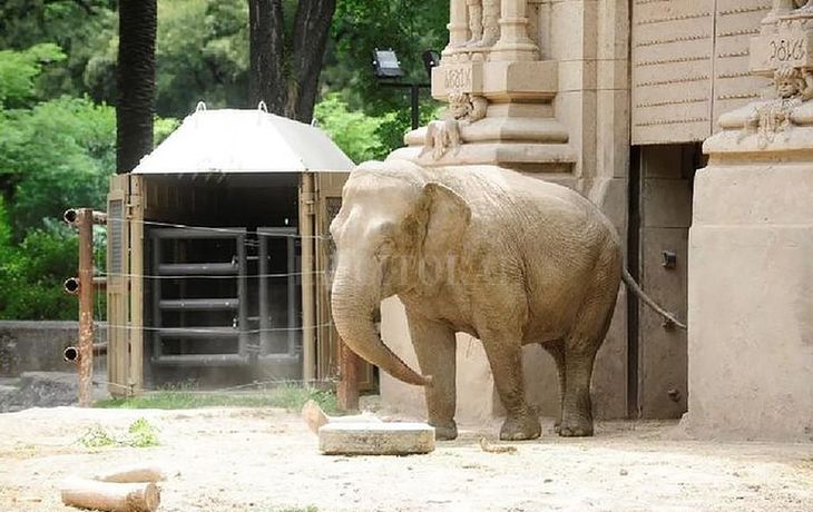 La elefanta Mara rompe la cuarentena: este sábado será trasladada a Brasil