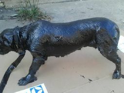 Petróleo, el perro rescatado por vecinos de Lanús Petróleo, el perro rescatado por vecinos de Lanús