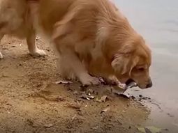 Solidaridad entre especies: un perro le salvó la vida a un pez