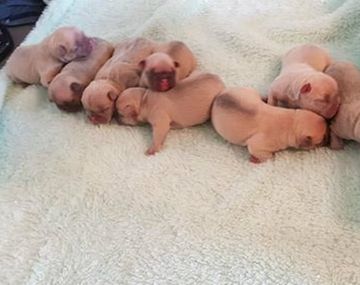 Robaron una incubadora con ocho cachorros de bulldog francés y se murieron seis