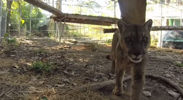VIDEO: El conmovedor rescate de un puma que es liberado de un circo