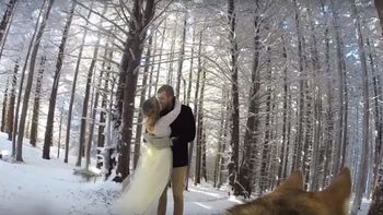 perro filmo video de bodas: mira como quedo perro filmo video de bodas: mira como quedo
