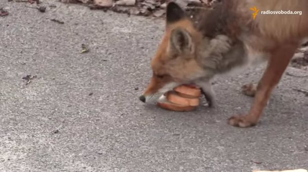 Un zorro mostró su habilidad para prepararse un sandwich sólo con la boca