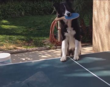 Perro despliega su destreza en ping pong