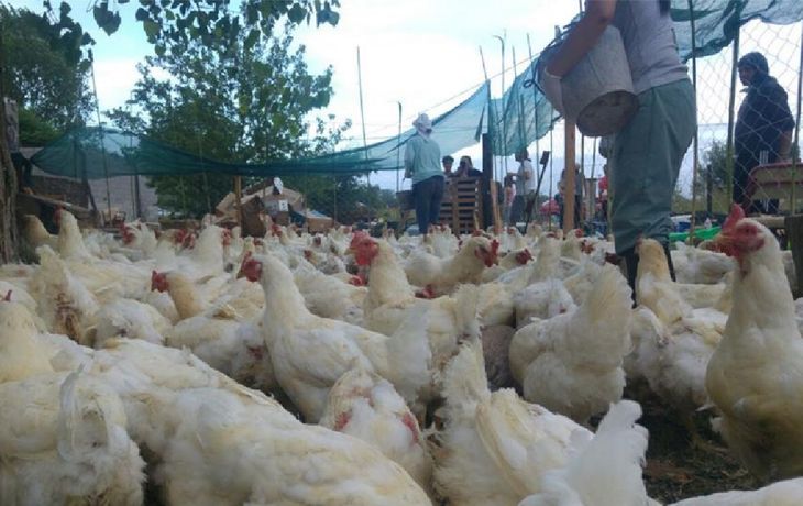 Superbacteria en aves de corral