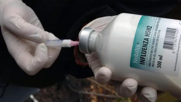 Contra la OMS: México negó haber tenido la primera víctima fatal de gripe aviar