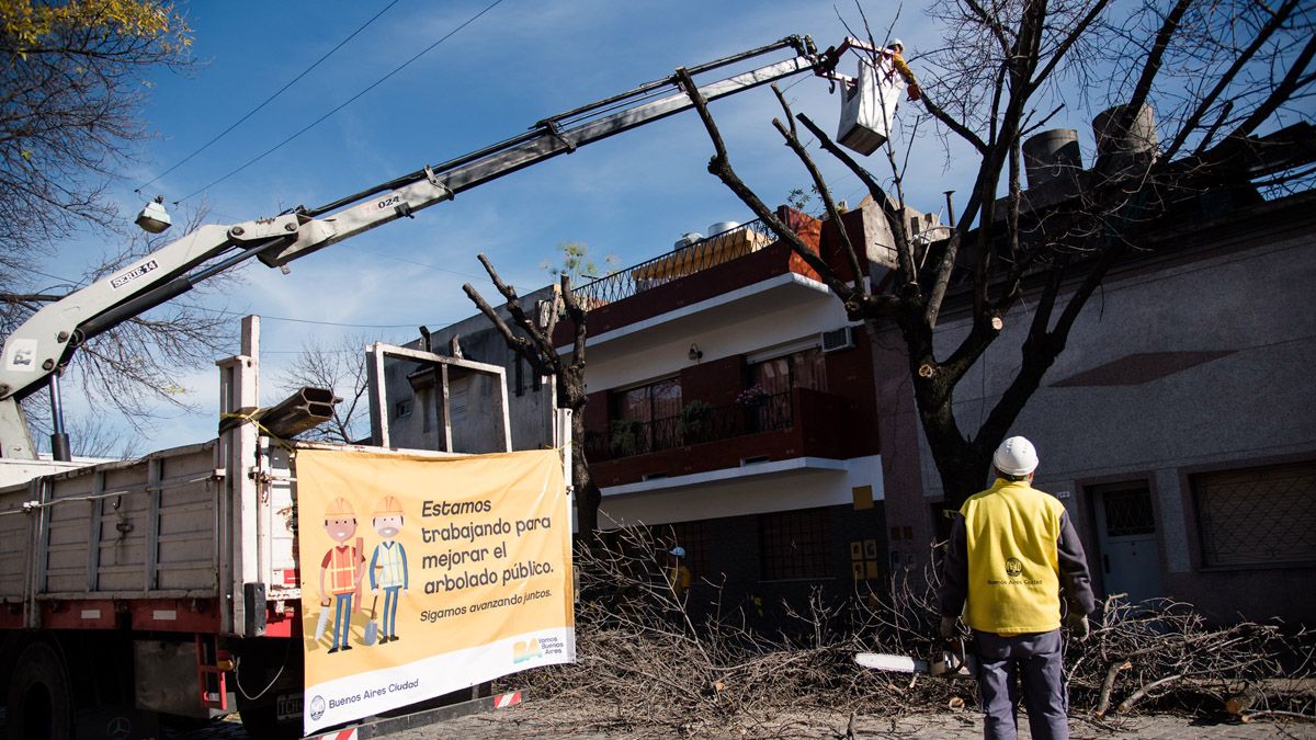 Denuncian a la Ciudad por la tala indiscriminada de árboles: la ...