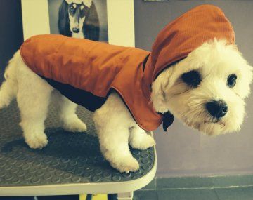 Vestir a perros y gatos: ¿es conveniente o no?