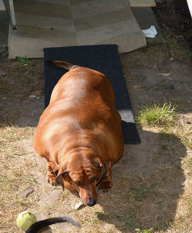 Un perro tiene que bajar 18 kilos para sobrevivir