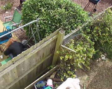 La mujer fue condenada a 18 meses de cárcel por golpear brutalmente a su perro