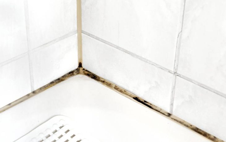 Cómo combatir la humedad en el baño con plantas