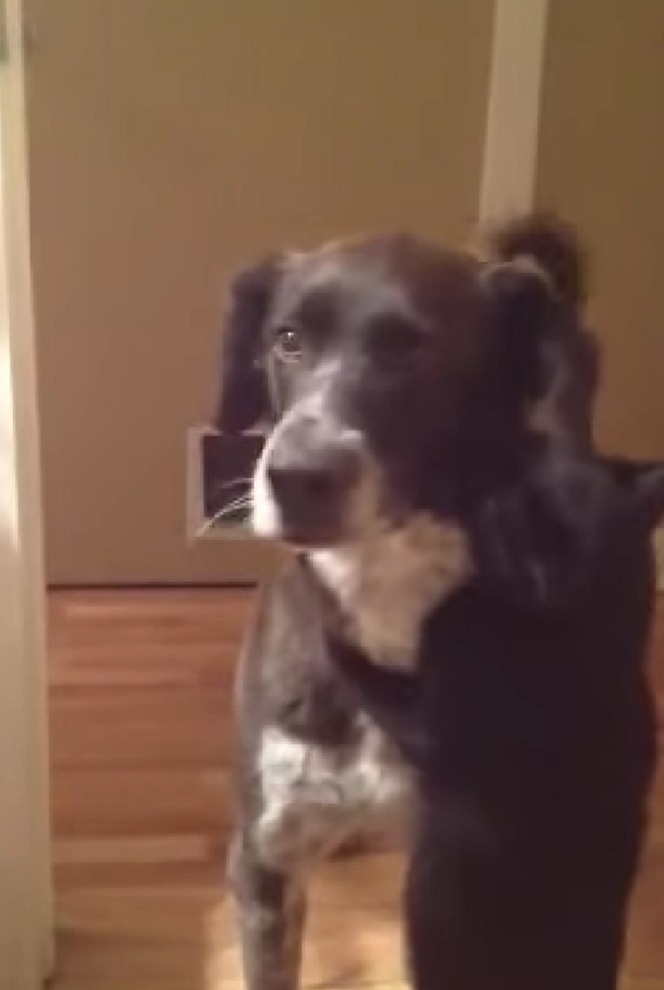 Amor eterno: un gato le muestra su cariño a un perro después que estuvieron separados 10 días