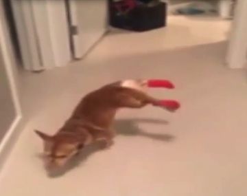 Perro con botas camina con sus patas delanteras