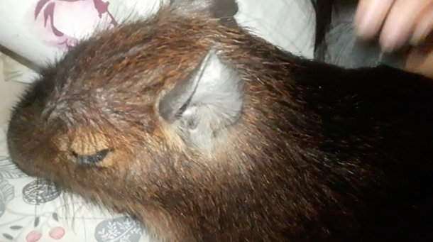 La prueba de que a los carpinchos les gusta dormir más que a los humanos