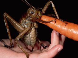 Insecto más grande del mundo 1 Insecto más grande del mundo 1