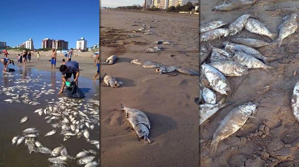 Preocupación en la Costa Atlántica por la aparición de peces muertos