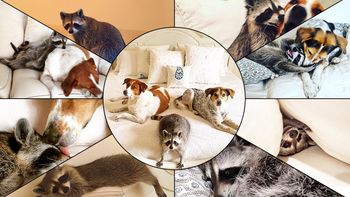 una mapache que se cree perro tiene cautiva a la web una mapache que se cree perro tiene cautiva a la web