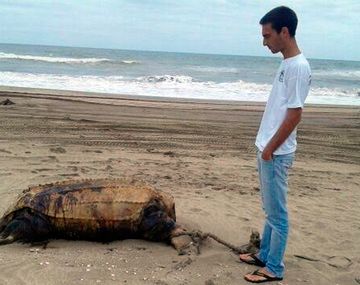 Apareció otro delfín muerto en Mar Azul