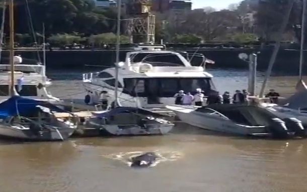 Foto de la ballena que apareció en agosto en Puerto Madero.