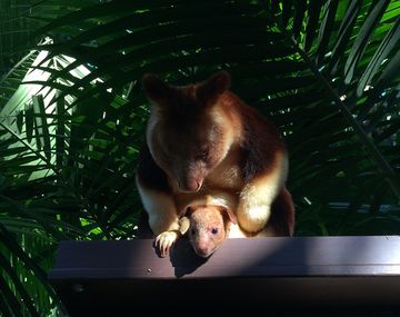 Cría de canguro revolucionó a todo un zoológico