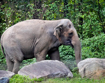 Nueva York: la Justicia le niega el derecho de una elefanta de ser liberada