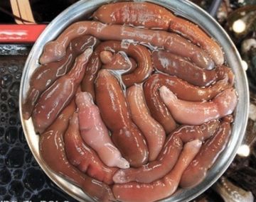 Atención: el pez pene que invadió las playas de la Patagonia es comestible y lo consideran un manjar