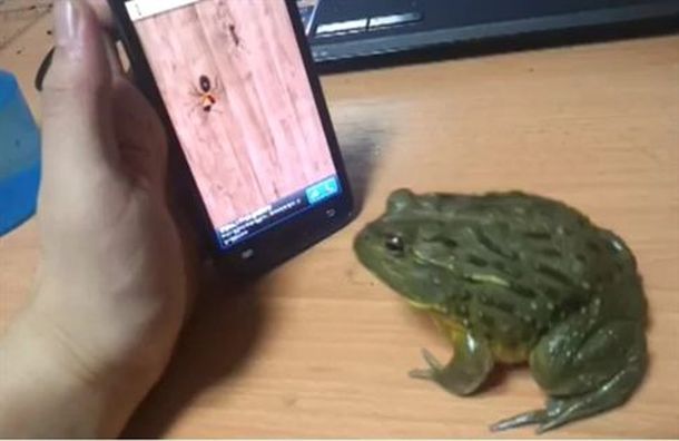 Los virales que hicieron estallar la Web en 2011